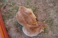 Image38