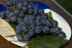 DSCF7175