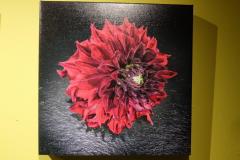 DSCF0433