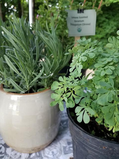Buck Mountain Herbs